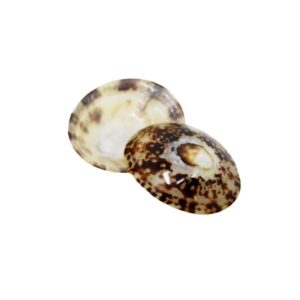 Coquillage-d’allaitement-babig Coquillage-d'allaitement-babig